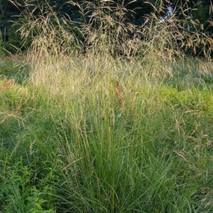 Deschampsia caespitosa
