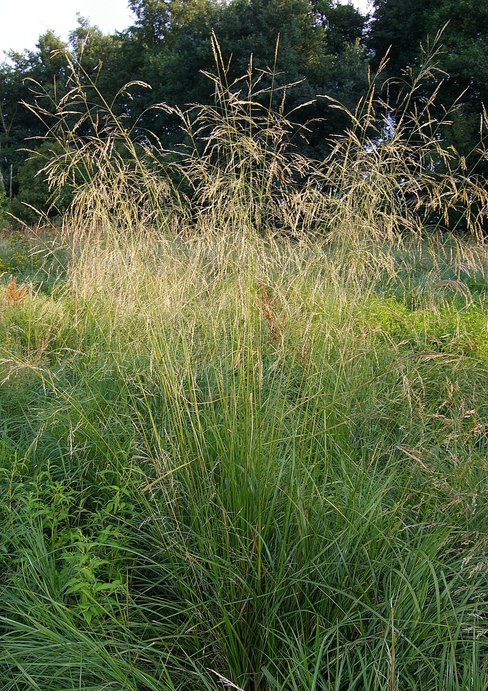 Deschampsia caespitosa