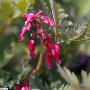 Dicentra formosa ‘Luxuriant’ – foto illustrativa della pianta