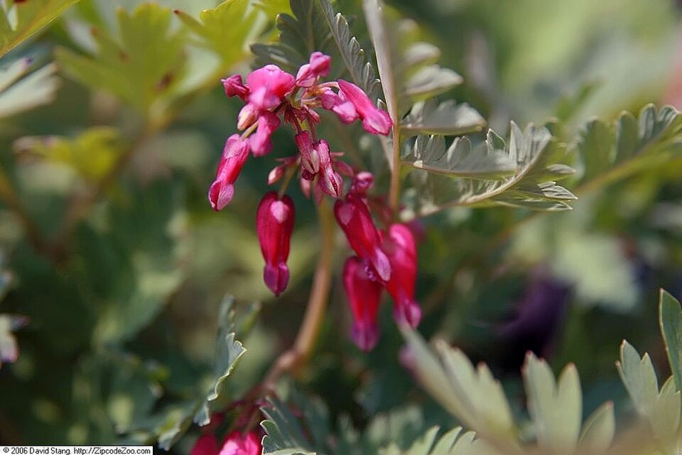 Dicentra formosa ‘Luxuriant’ – foto illustrativa della pianta