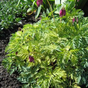 Dicentra formosa ‘Bacchanal’ – foto illustrativa della pianta