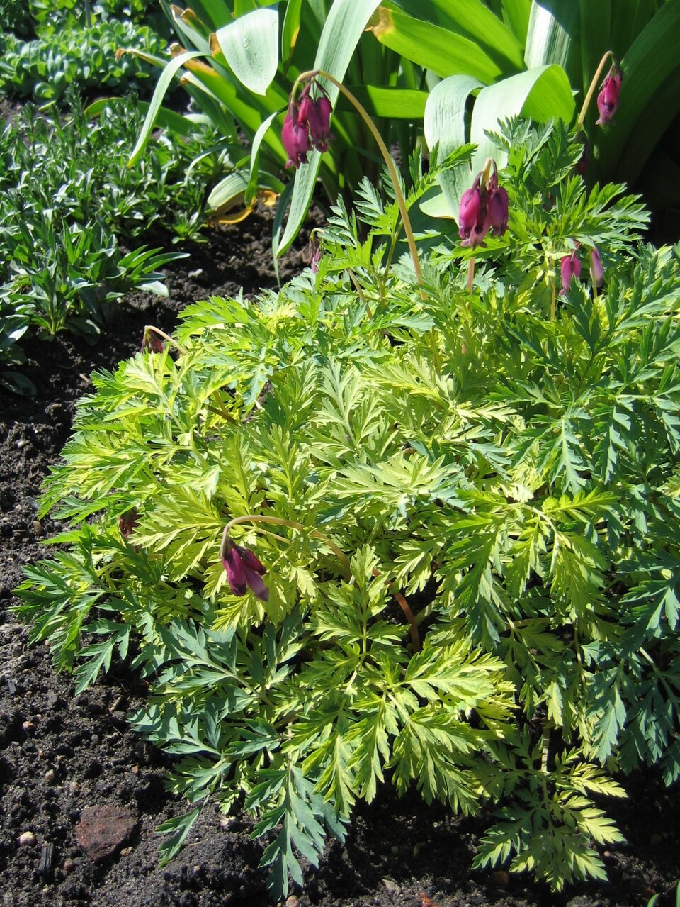Dicentra formosa ‘Bacchanal’ – foto illustrativa della pianta