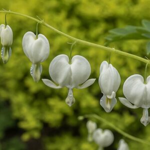 Dicentra spectabilis ‘Alba’ – foto illustrativa della pianta