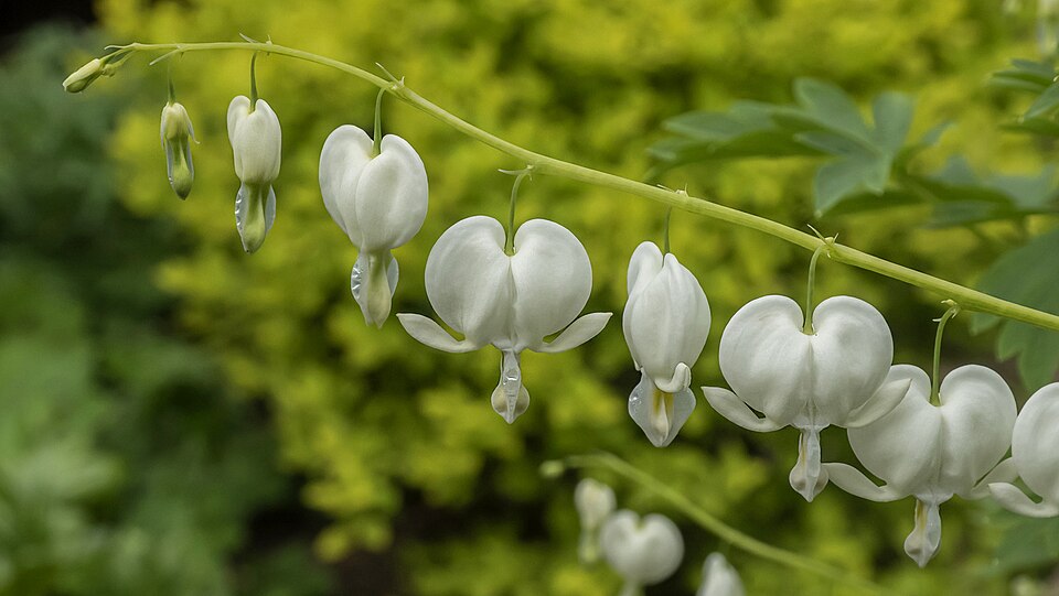Dicentra spectabilis ‘Alba’ – foto illustrativa della pianta