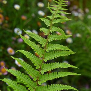 Dryopteris ‘Affinis’ – foto illustrativa della pianta