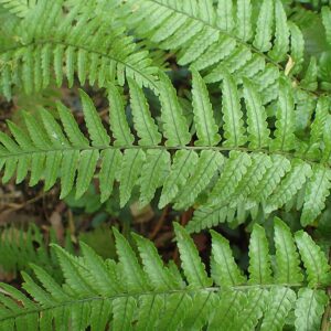 Dryopteris ‘Erythrosora’ – foto illustrativa della pianta