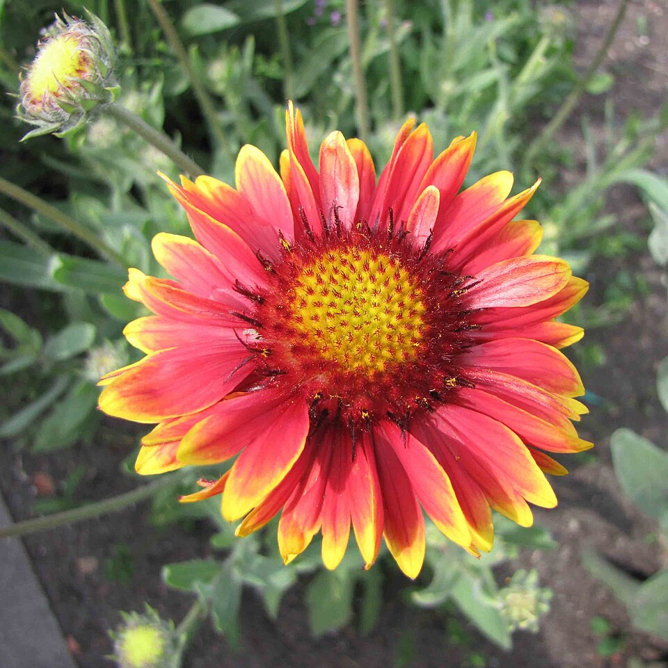 Gaillardia aristata ‘Burgunder’