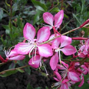 Gaura lindheimeri ‘Rosy Jane’ ® – foto illustrativa della pianta