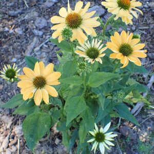Echinacea ‘Aloha’ ® – foto illustrativa della pianta