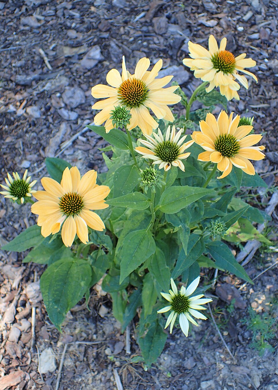 Echinacea ‘Aloha’ ® – foto illustrativa della pianta
