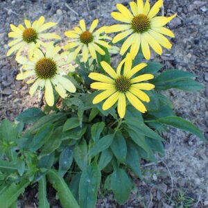 Echinacea ‘Cleopatra’ ® – foto illustrativa della pianta