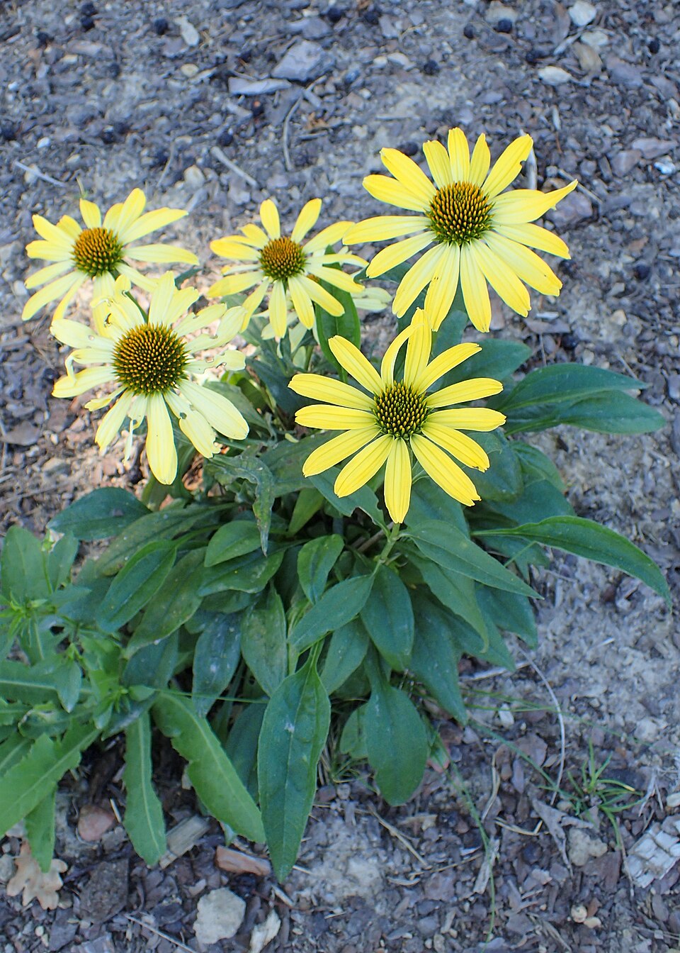 Echinacea ‘Cleopatra’ ® – foto illustrativa della pianta