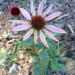 Echinacea purpurea ‘Fatal Attraction’ ® – foto illustrativa della pianta