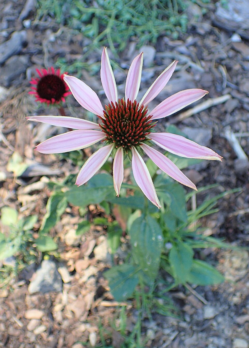 Echinacea purpurea ‘Fatal Attraction’ ® – foto illustrativa della pianta