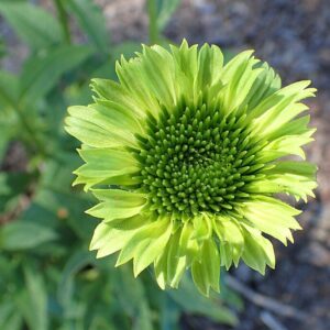 Echinacea purpurea ‘Green Jewel’ ® – foto illustrativa della pianta