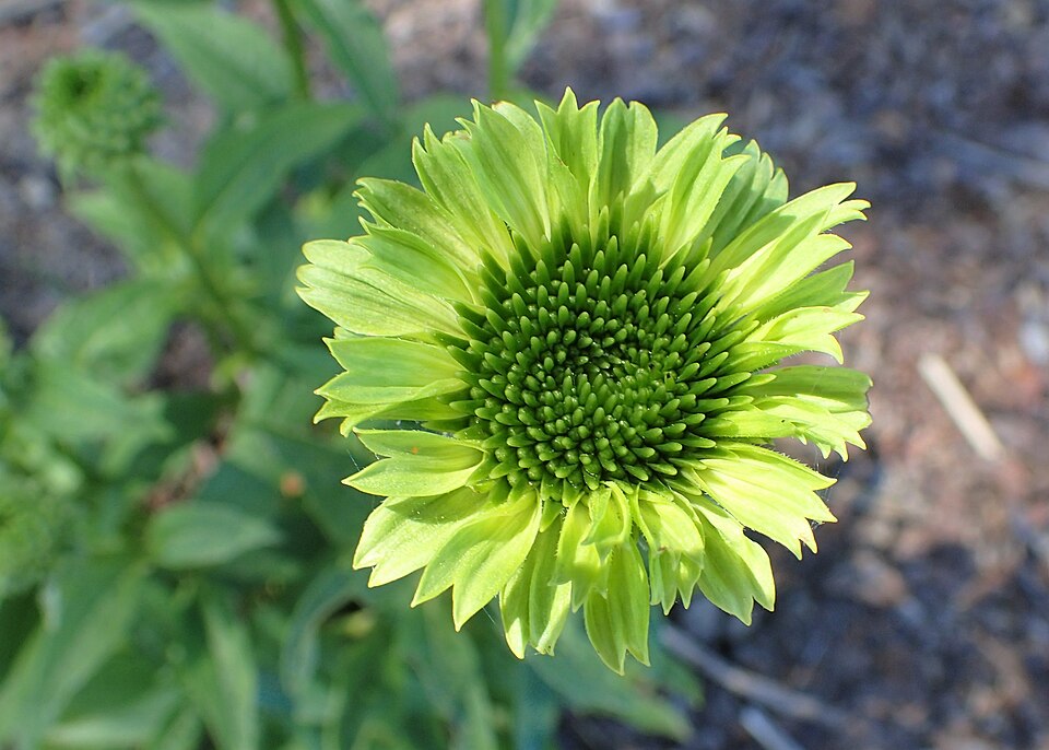 Echinacea purpurea ‘Green Jewel’ ® – foto illustrativa della pianta