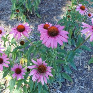 Echinacea purpurea ‘Magnus’ – foto illustrativa della pianta