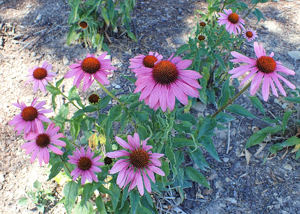 Echinacea purpurea ‘Magnus’ – foto illustrativa della pianta