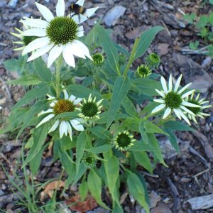 Echinacea ‘Purity’ ® – foto illustrativa della pianta