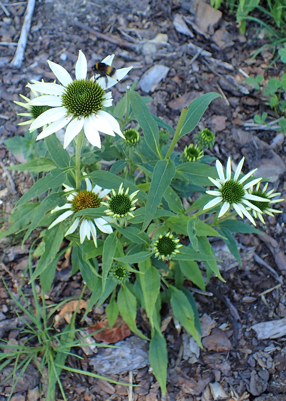 Echinacea ‘Purity’ ® – foto illustrativa della pianta