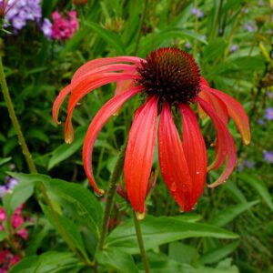 Echinacea ‘Tomato Soup’ ® – foto illustrativa della pianta