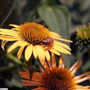 Echinacea ‘Harvest Moon’ ® – foto illustrativa della pianta