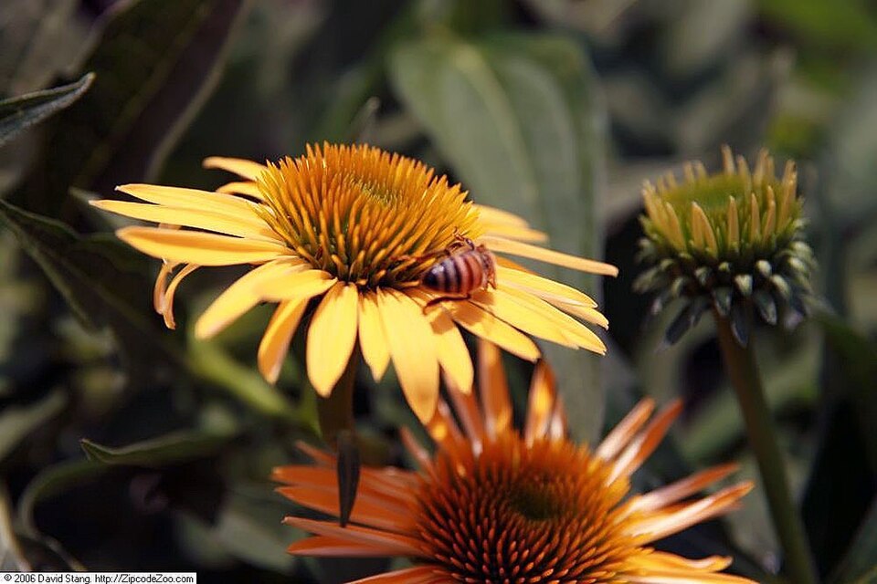 Echinacea ‘Harvest Moon’ ® – foto illustrativa della pianta