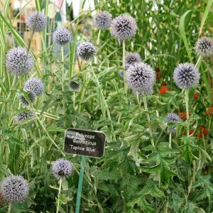 Echinops bannaticus ‘Taplow Blue’
