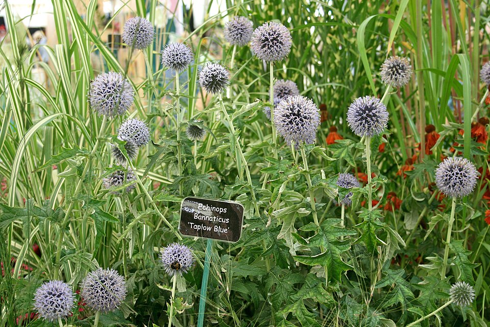 Echinops bannaticus ‘Taplow Blue’