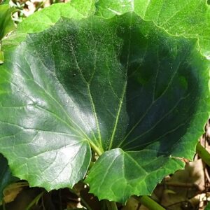 Farfugium japonica – foto illustrativa della pianta
