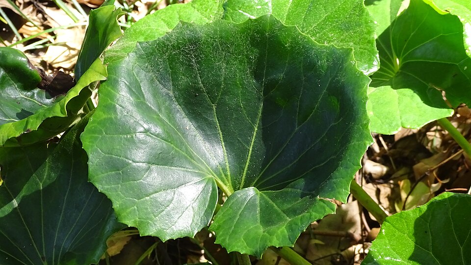 Farfugium japonica – foto illustrativa della pianta