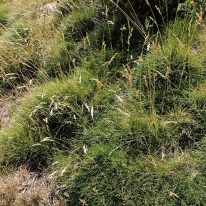 Festuca gautieri [scoparia] – foto illustrativa della pianta