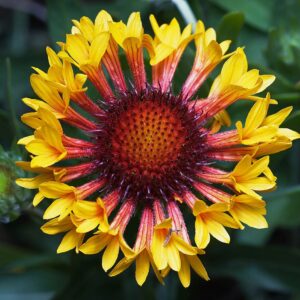 Gaillardia grandiflora ‘Fanfare’ ® – foto illustrativa della pianta