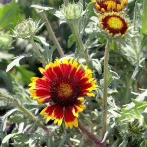 Gaillardia aristata ‘Kobold’ – foto illustrativa della pianta