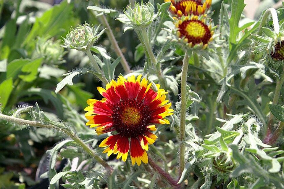 Gaillardia aristata ‘Kobold’ – foto illustrativa della pianta