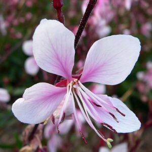 Gaura lindheimeri ‘Cherry Brandy’ ® – foto illustrativa della pianta