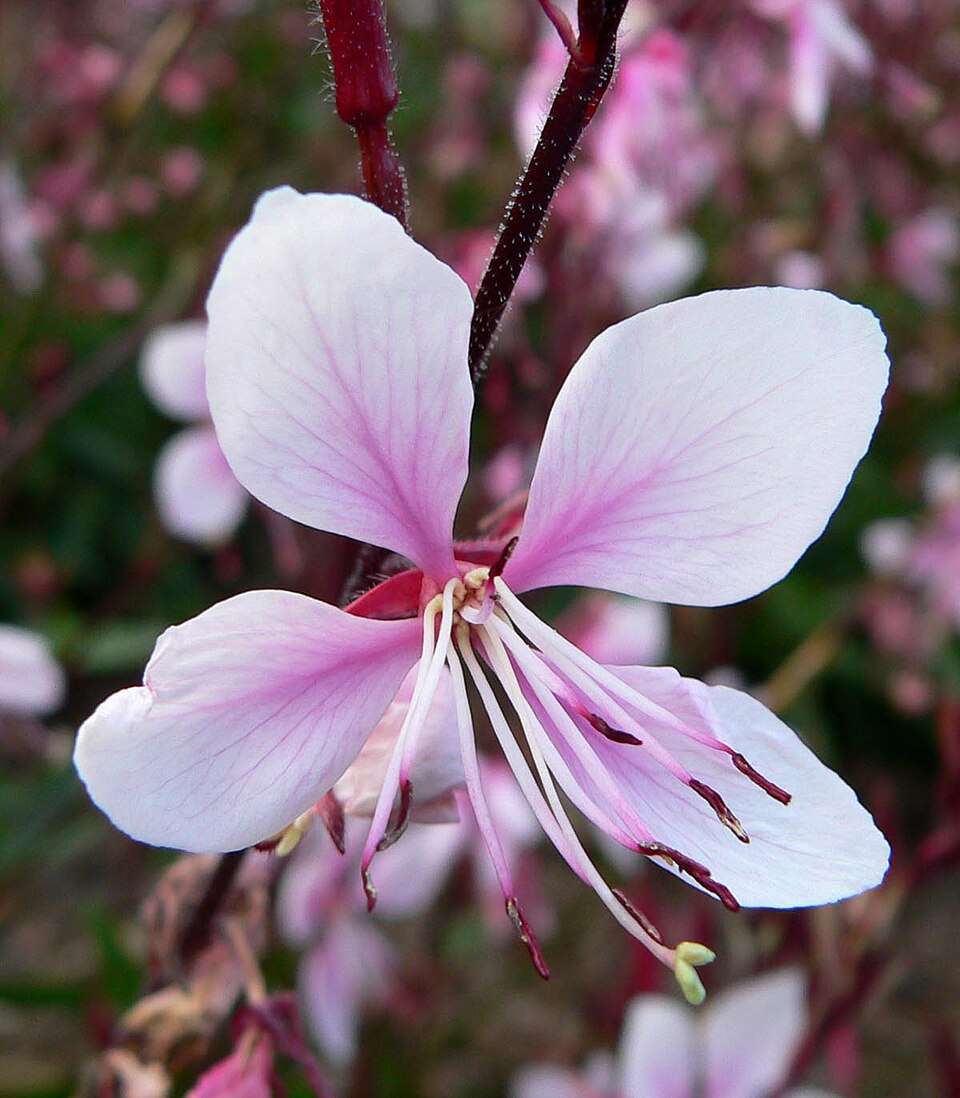Gaura lindheimeri ‘Cherry Brandy’ ® – foto illustrativa della pianta