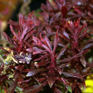 Gaura lindheimeri ‘Crimson Butterfly’ ®