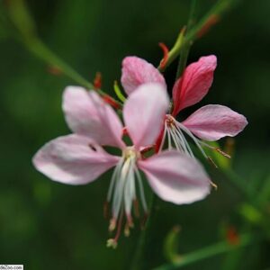 Gaura lindheimeri ‘Siskiyou Pink’ – foto illustrativa della pianta