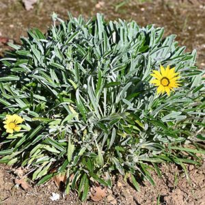 Gazania nivea – foto illustrativa della pianta