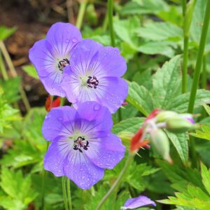 Geranium ‘Rozanne’® – foto illustrativa della pianta