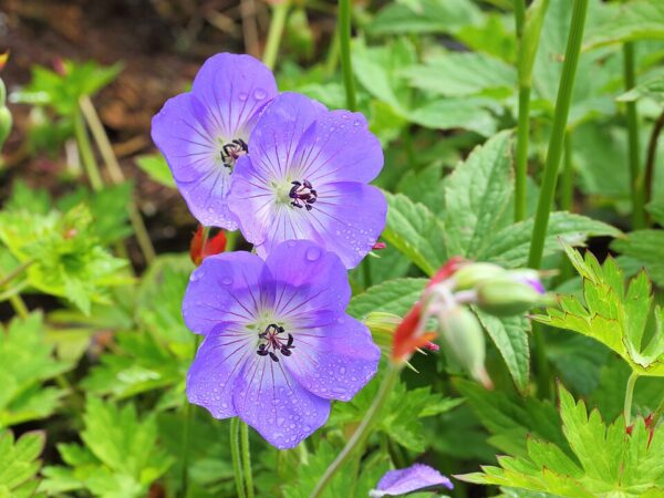 Geranium ‘Rozanne’® – foto illustrativa della pianta