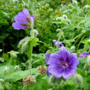 Geranium ‘Johnson's Blue’ – foto illustrativa della pianta