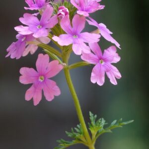Verbena pulchella (viola)