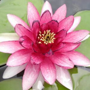 Nymphaea ‘Gloriosa’