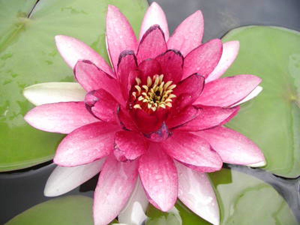Nymphaea ‘Gloriosa’