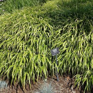 Hakonechloa macra ‘Albostriata’ – foto illustrativa della pianta