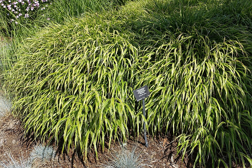 Hakonechloa macra ‘Albostriata’ – foto illustrativa della pianta