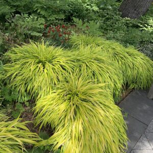 Hakonechloa macra ‘All Gold’ – foto illustrativa della pianta