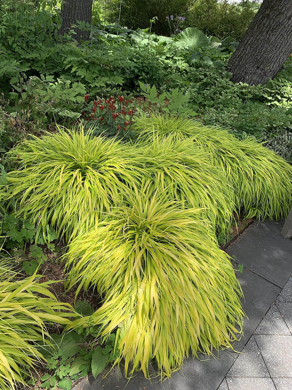 Hakonechloa macra ‘All Gold’ – foto illustrativa della pianta